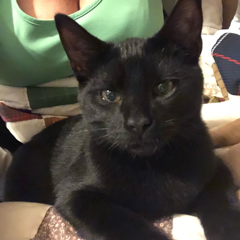 Follow Game - Picture 5 of 6